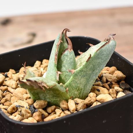 ドラゴンアガベ　実生選抜 アガベ実生選抜 | STORES