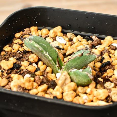 アガベ皇冠 | STORES