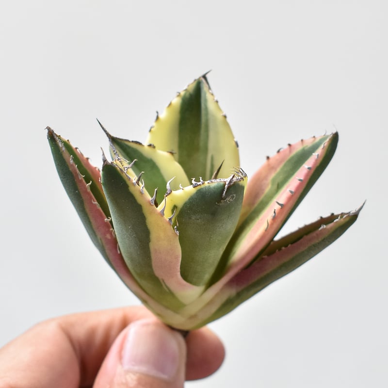 アガベ チタノタ スナグルトゥース 