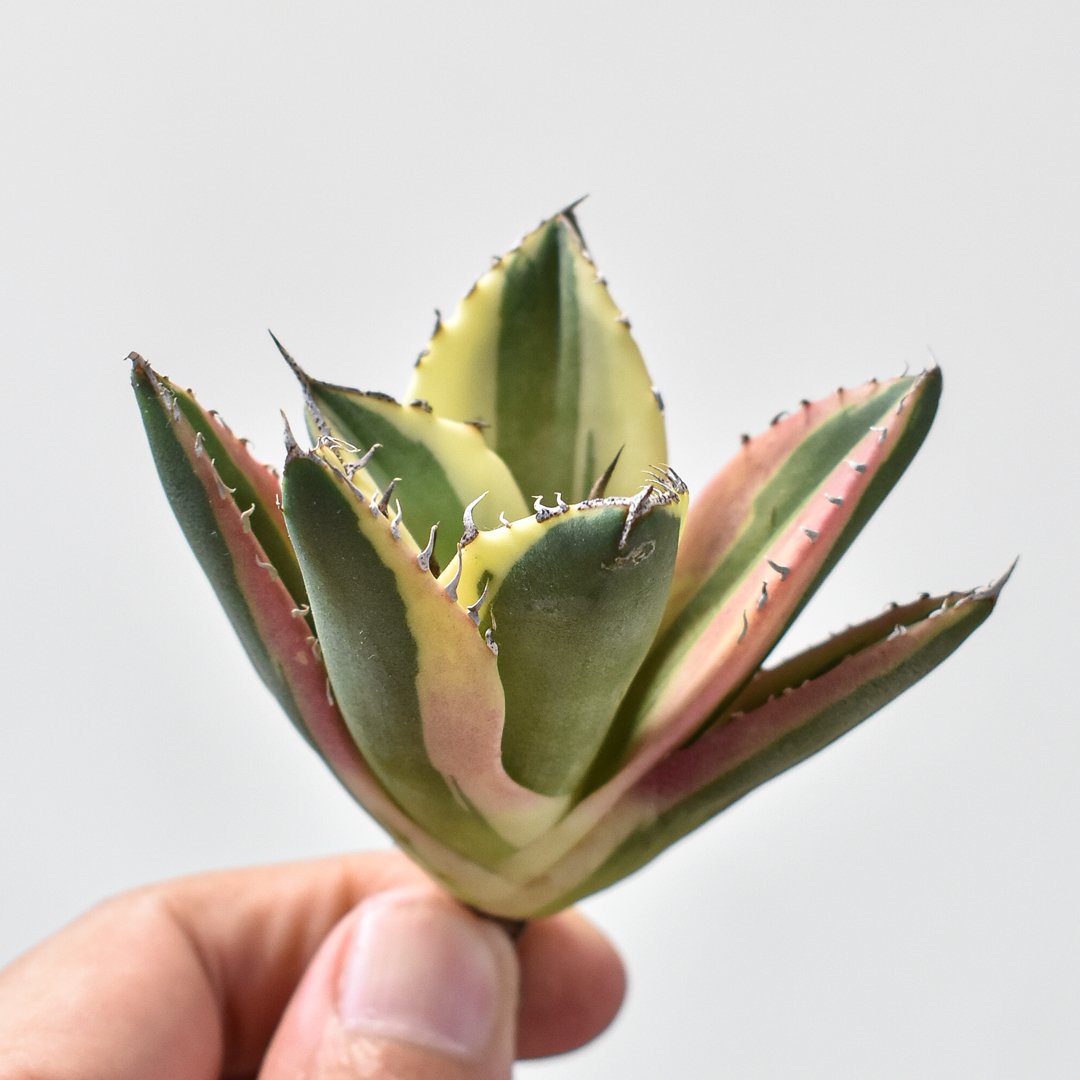 アガベ スナグルトゥース 暴牙 アガベ チタノタ スナグルトゥース 暴牙 Agave titanota &quot