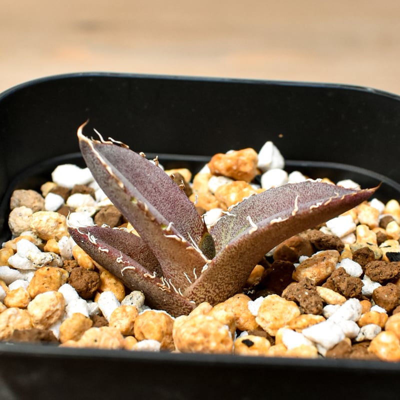 RAFLUM育成株 5個セット】アガベ Mexico oteroi seeding / オテ