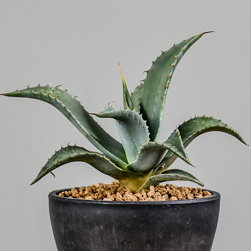 アガベ パリーハイブリッド パリー 【公式通販】