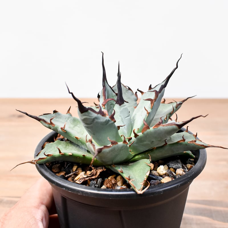 アガベ ハイブリット 象牙妖炎×黑帝斯 / エボリスピナ×ハデス 