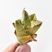 アガベ チタノタ "貔貅"【台湾 dragon agave産/TC子株/抜き苗】DGC2408056