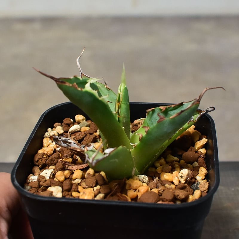 Agave  titanota  'Hades' 恐竜牙歯  黒帝斯