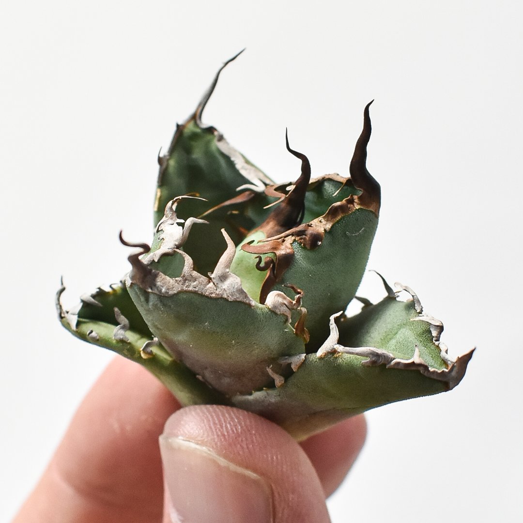 アガベ チタノタ 