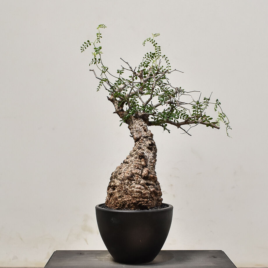 芽吹き有』人気手乗りサイズ オペルクリカリア パキプス invisible ink