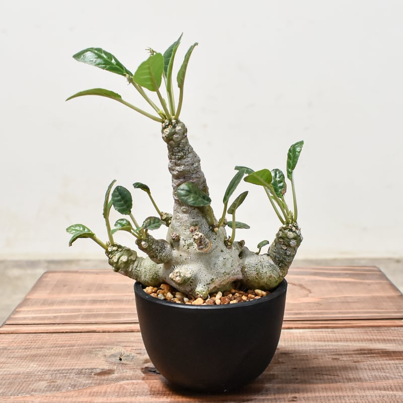 ドルステニア　フォエチダ ドルステニア フォエチダ “多頭タイプ”(実生苗) 「Dorstenia