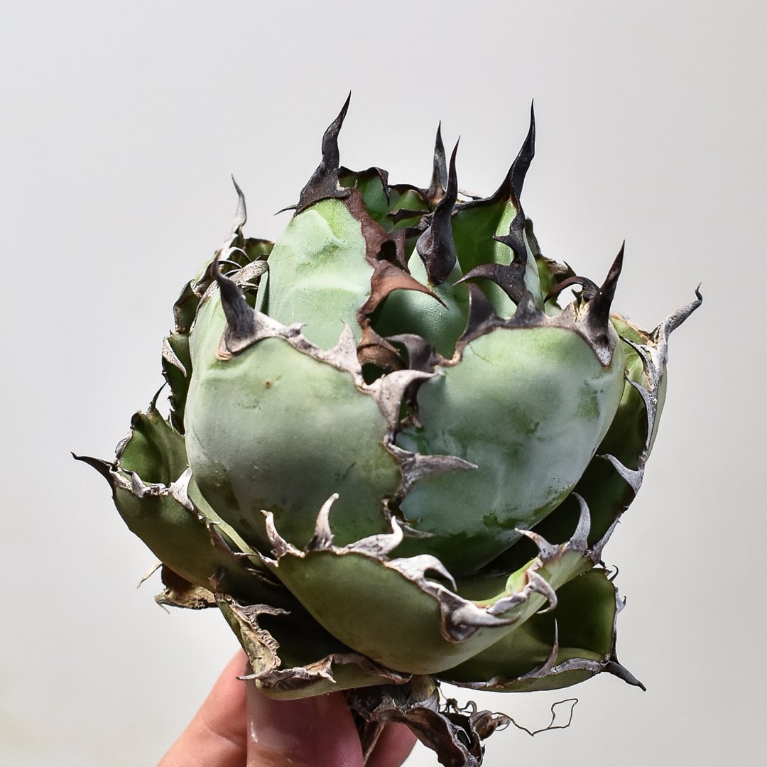 アガベチタノタBB BLACK＆BLUE 超々大型株抜き苗発送送料込み