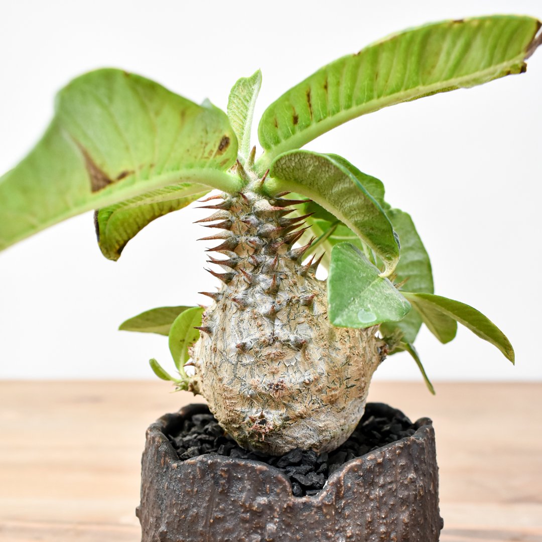 吉園芸】パキポディウム ウィンゾリー 【実生】B RFKI25011305