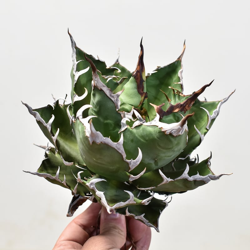 アガベ チタノタ 