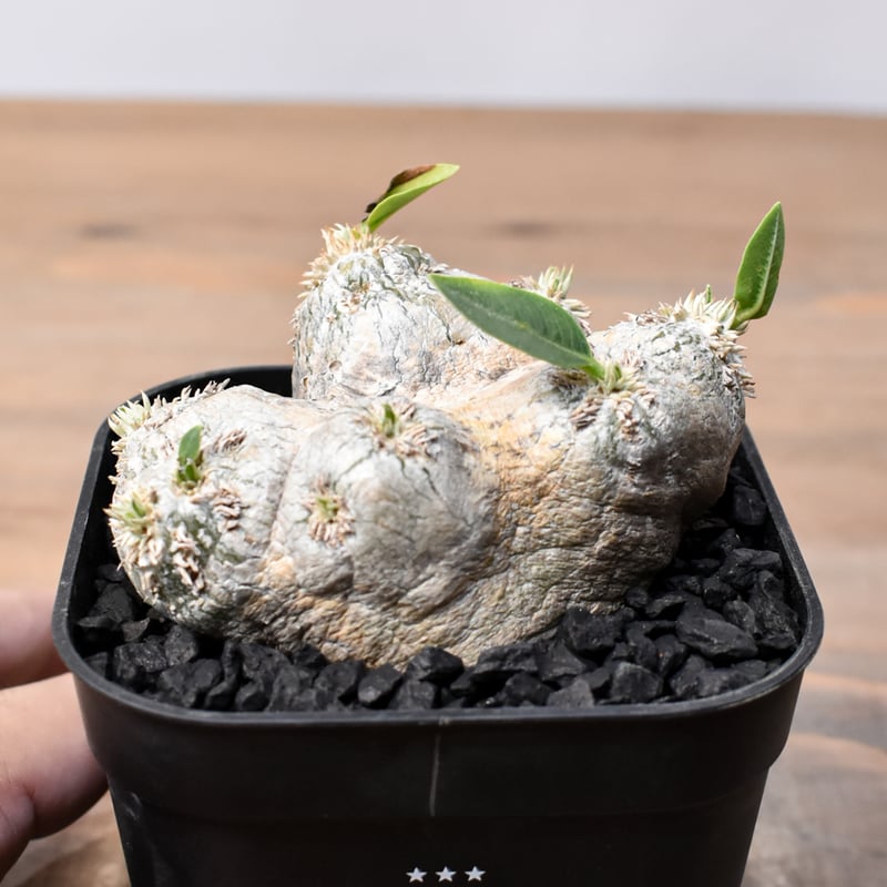 【連休セール】パキポディウム 恵比寿笑い ⑮ パキポディウム 恵比寿笑い | GREEN LUCK