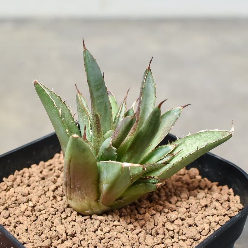 アガベ チタノタ 