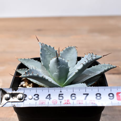 アガベ ハイブリット 日系イシスメンシス×象牙妖炎（陽炎エボリ）【台湾botanical_seeker産】RF25011382