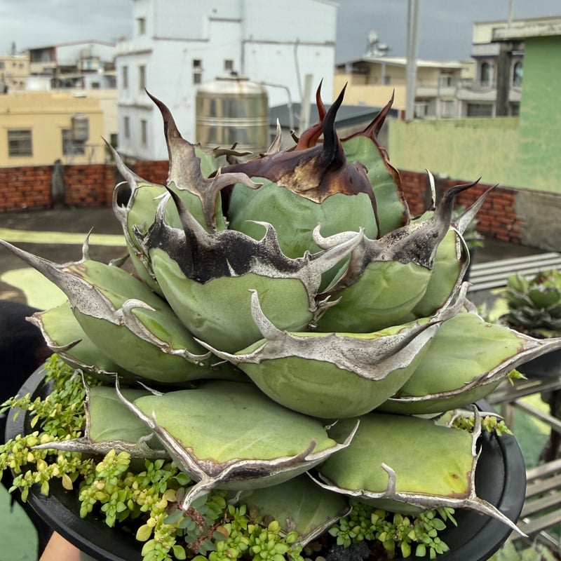 アガベ オテロイ 