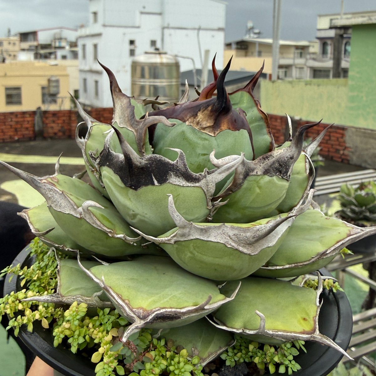 えーす アガベ　オテロイ実生 アガベ オテロイ実生 ブルー実生 選抜株 セット売り アガベ 青緑