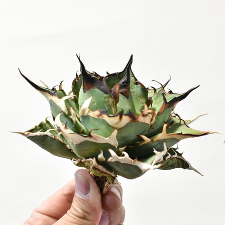 アガベ チタノタ "精品ハデス" / 精品黒帝斯、精品恐竜牙歯 【台湾 dragon agave産/中株/抜き苗】B DG25010347
