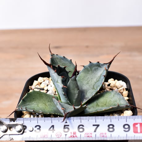 アガベ ハイブリット （パラサナ、イシスメンシス）× 曙光【台湾botanical_seeker産】E RF25011565