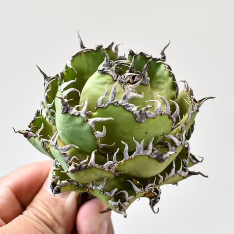 アガベ チタノタ  フィリグリー"精品 圓葉拇指" 【台湾 dragon agave産/抜き苗/中株】425 DGC2409046