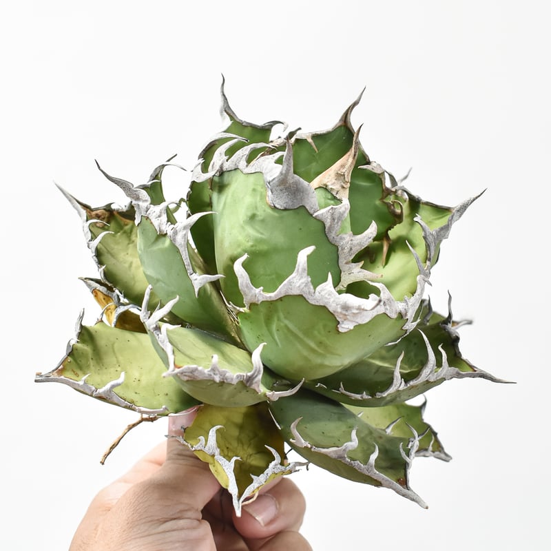 アガベ　チタノタ　シーザー　台湾由来 アガベ チタノタ 