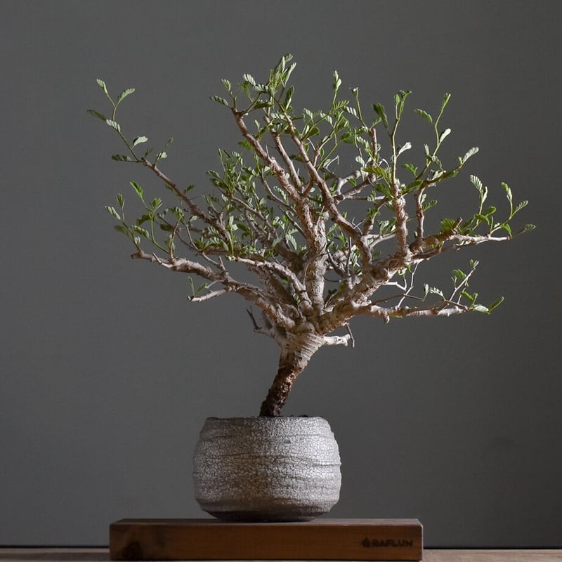 センナ　メリディオナリス　実生株　大②⑤　塊根植物　コーデックス　灌木　盆栽 盆栽仕立て良型 センナ メリディオナリス 実生3年 塊根植物