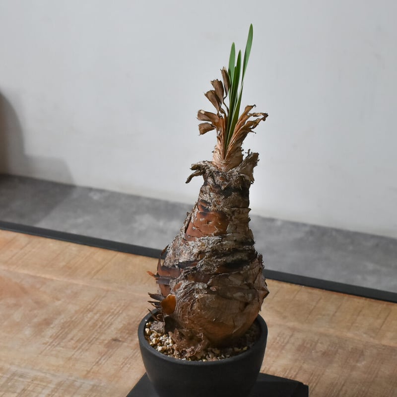 ブーファン ディスティチャ RF22467 | RAFLUM / ラフラム｜東京、大阪