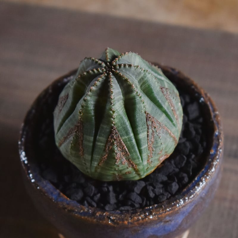 ユーフォルビア オベサ /オールド オベサ【根強い人気！！木質化の