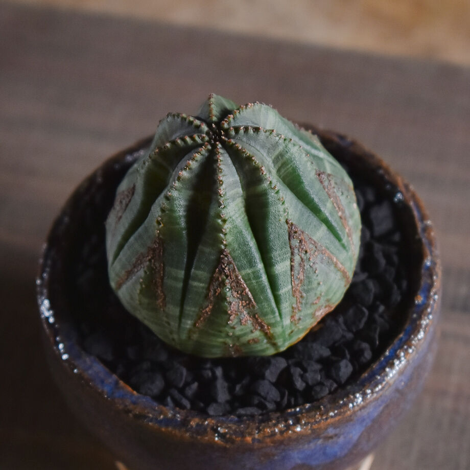 ユーフォルビア オベサ /オールド オベサ【根強い人気！！木質化の