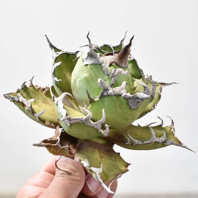 ボール形❗️美株❗️アガベ　チタノタ　シーザー　タグ付き❗️【36】 アガベ チタノタ US産 シーザー 凱撒 - メルカリ