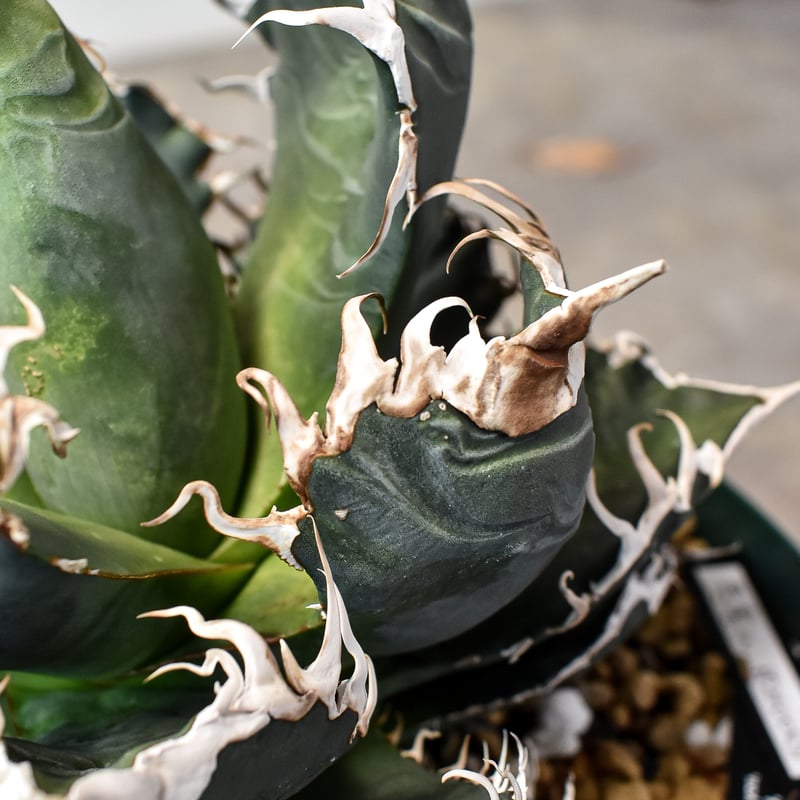 アガベ チタノタ 悪魔くん 胴切り天 OC アガベ チタノタ 悪魔くん 胴切り天 OC 悪魔くんOC 多頭子株