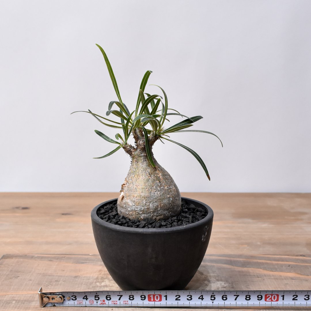 パキポディウム グラキリス Pachypodium gracilius ⑥ パキポディウム グラキリス RFHK25011536 | RAFLUM / ラフラム