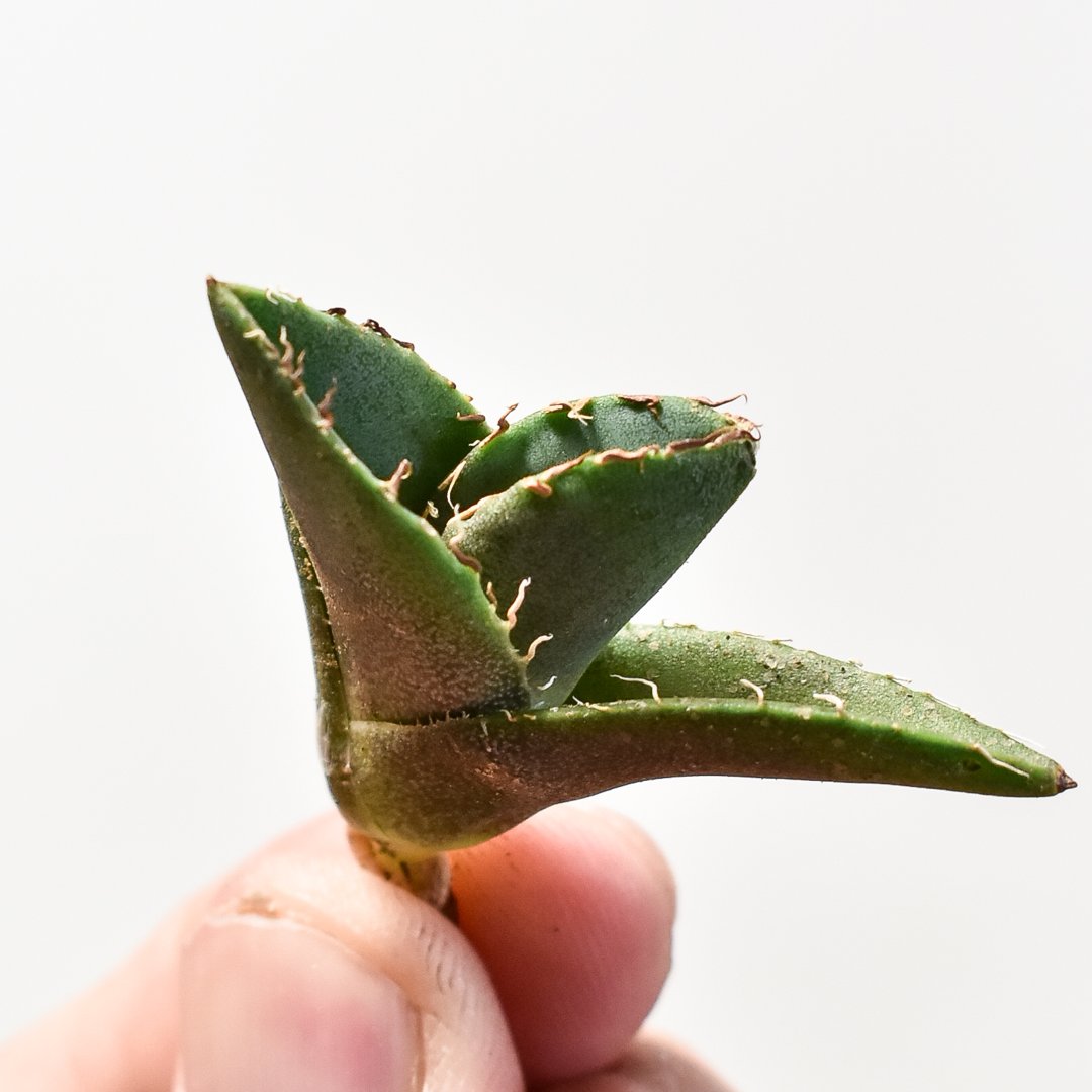 アガべ チタノタ 