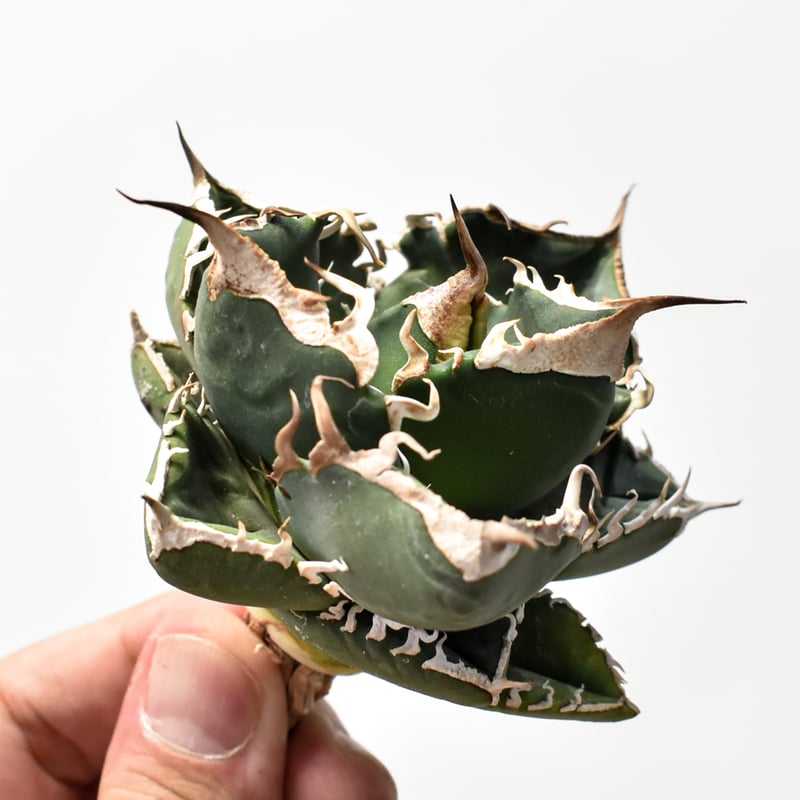 アガベ チタノタ 精品南アフリカダイヤモンド 