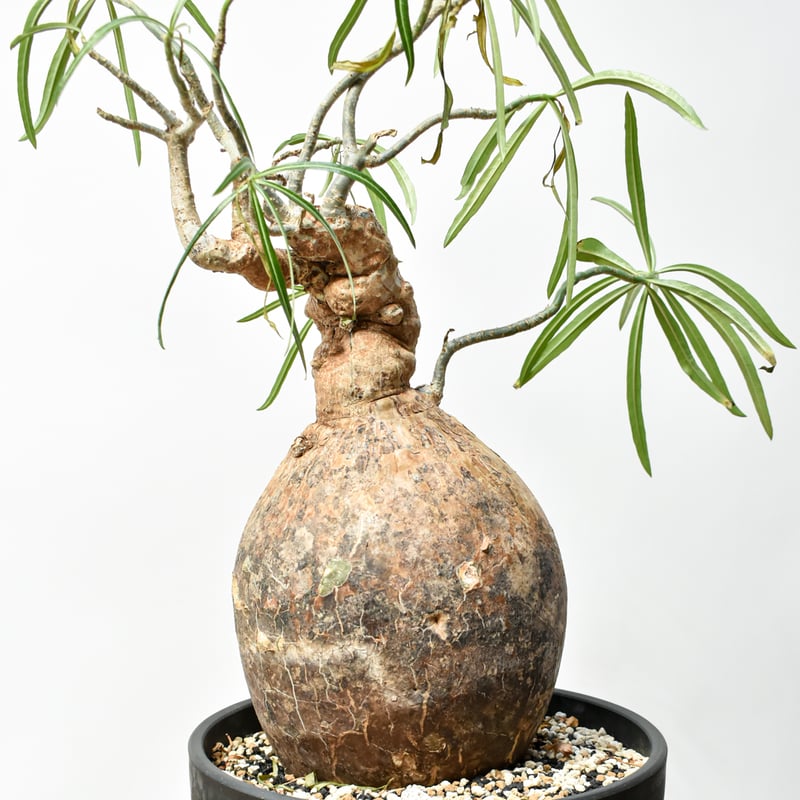 RAFLUMコレクション】アデニウム ソマレンセ HK25010015 | RAFLUM /