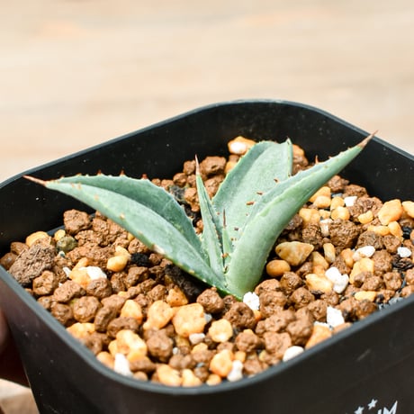 アガベ user_6d9a0291 Agave titanota Dennis009- 育成記録 2025.4.28 from @agave.cho