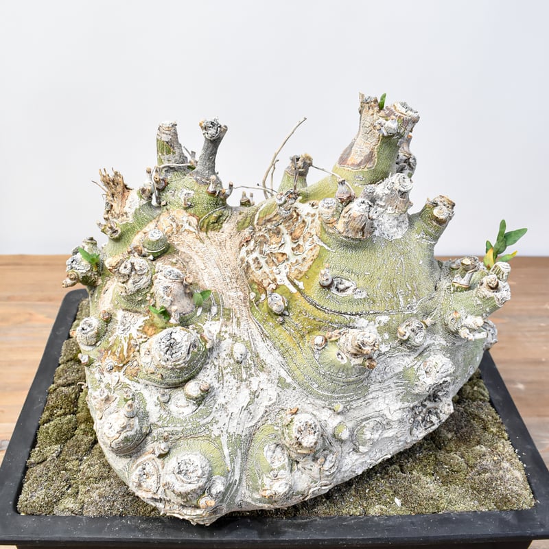 WACK” ON YOUR SIDE】アデニア ペチュエリー 