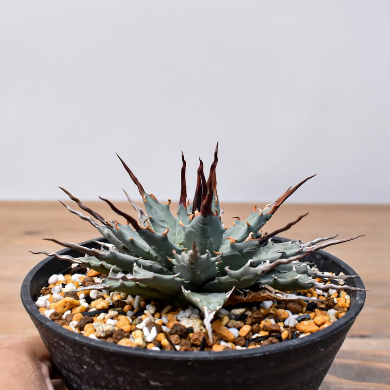 アガベ Dennis hybrid 妖炎X甲妖 /エボリスピナ×（イシスメンシス