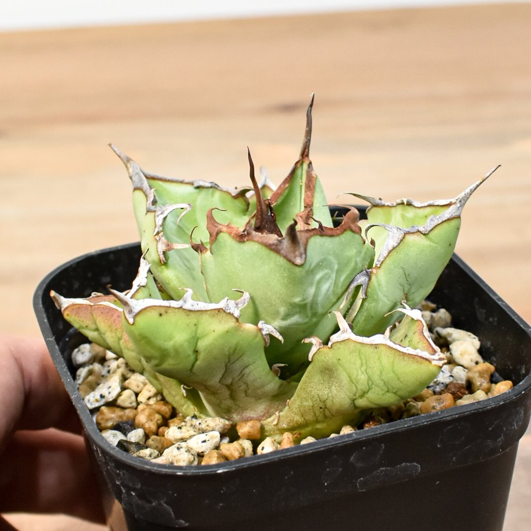 アガベ チタノタ 