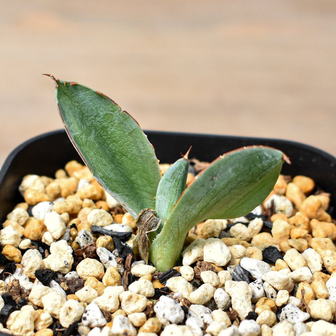 姫甲蟹×屈原　ハイブリッドアガベ ⚡️Agave hybrid⚡️ 姫甲蟹×屈原 子株の時からスクエア鋸歯 トップは