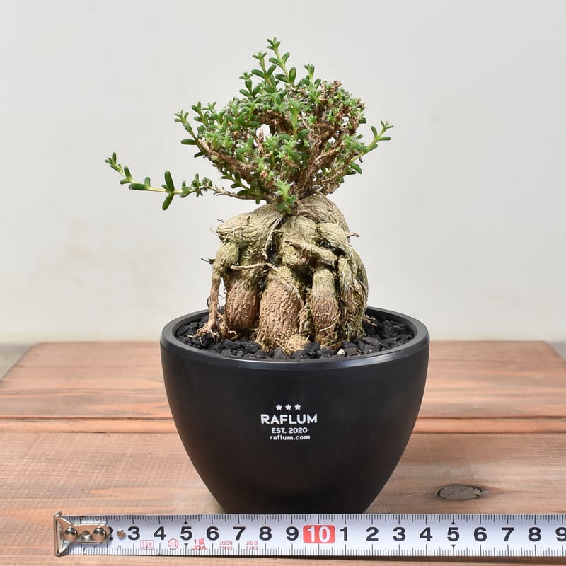 リトハピ　プルコ　クリーム Lithap(リトハピ) / Puruko(プルコ)の商品情報｜美容・化粧品