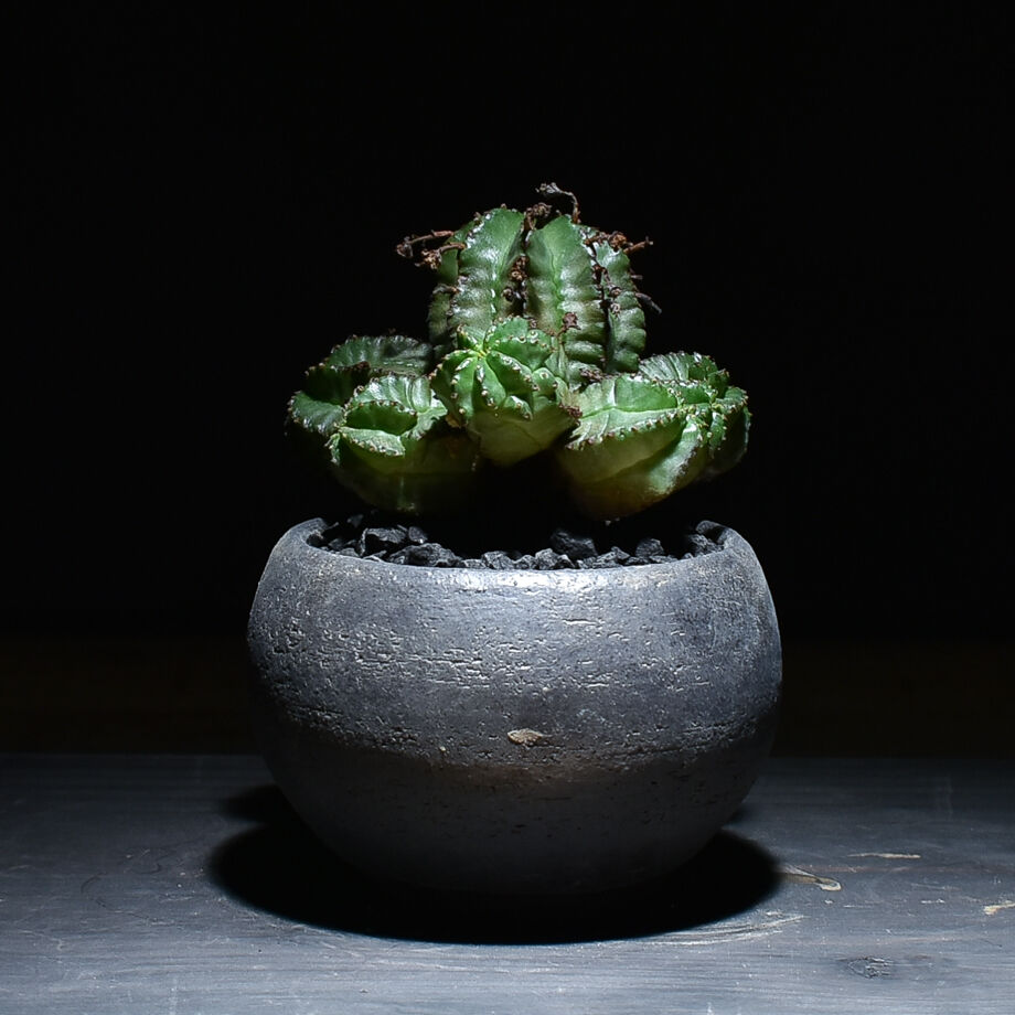 イタリア輸入 特大 ユーフォルビア ホリダ