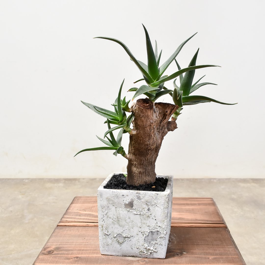 アロイアムぺロス ストリアツラ 