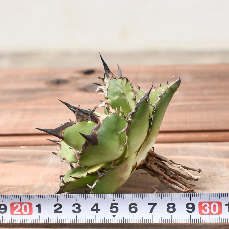 アガベ チタノタ ハデス / 黒帝斯、恐竜牙歯 【台湾 dragon