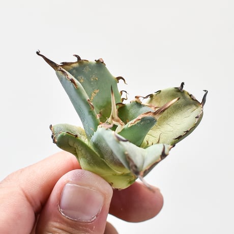 アガベ海豹 | STORES