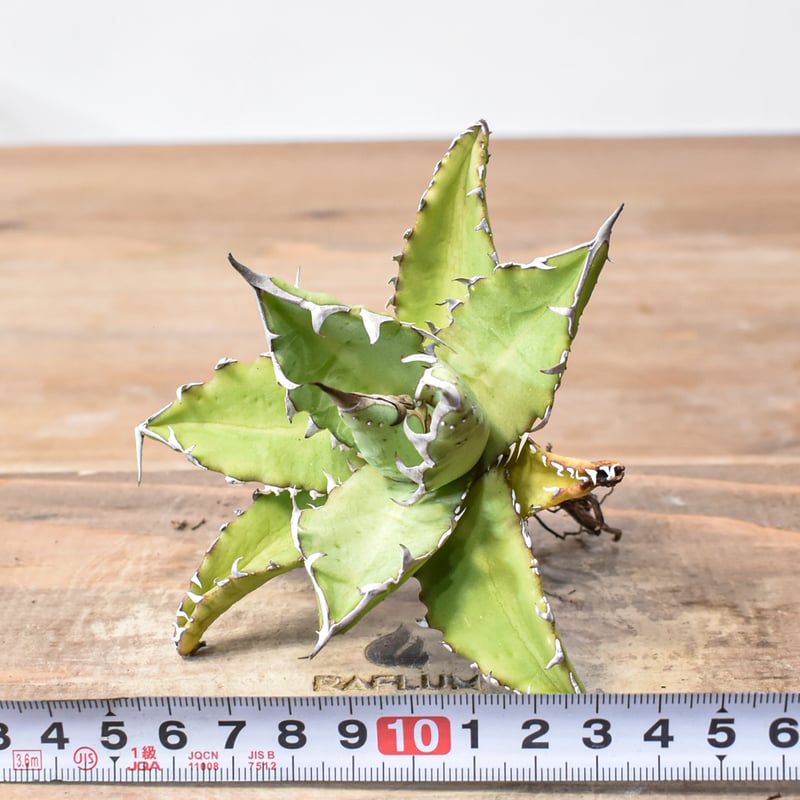 アガベ ハイブリッド　姫厳龍 × 木刺龍　キシロナカンサ　ドラゴンアガベ アガベ ハイブリッド 姫厳龍 × 木刺龍 キシロナカンサ ドラゴンアガベ