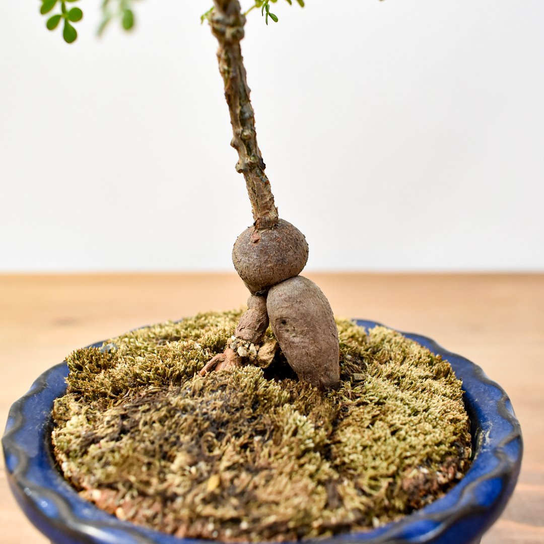 WACK” ON YOUR SIDE】オペルクリカリア パキプス WACK-B076 |