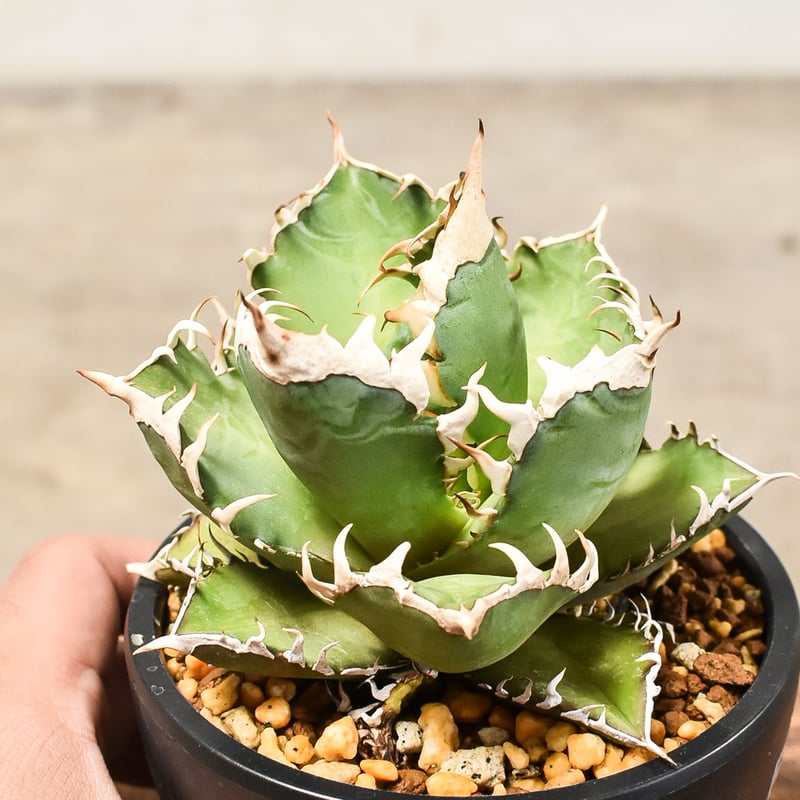 アガベ チタノタ レッドキャットウィーズル 【発根済み】HK232037(T