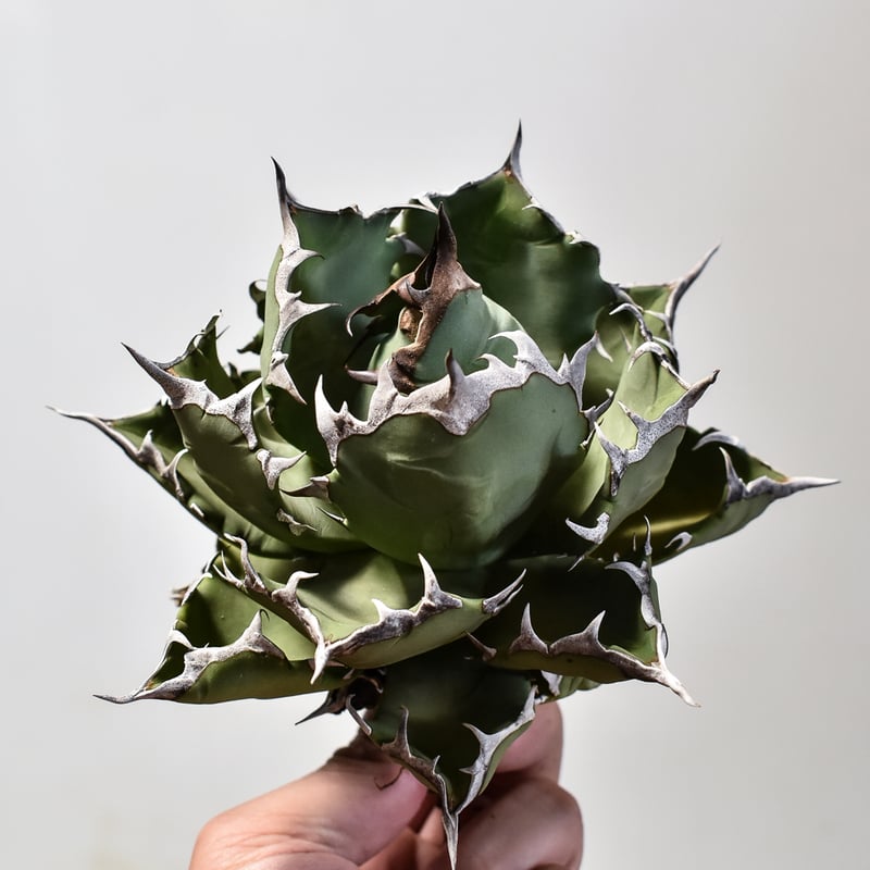 【激締親株出品】アガベ　チタノタ　激締まり低重心　ボール株 アガベ チタノタ ドワーフ / 姫厳竜 