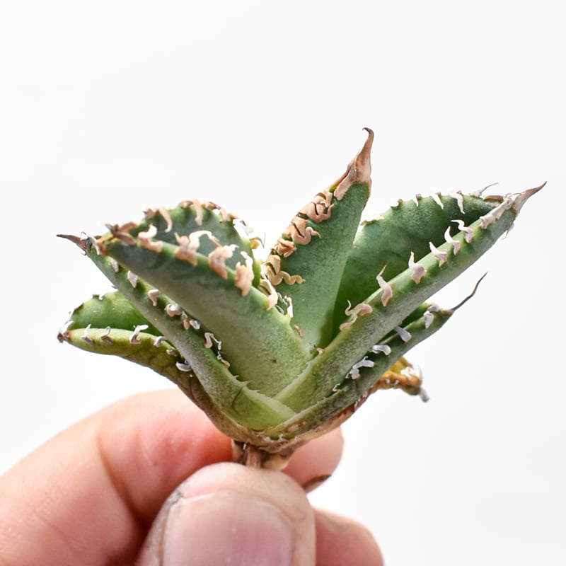 アガベチタノタ台湾ゴジラGODZILLA検）オアハカ皇冠清櫻大白鯊