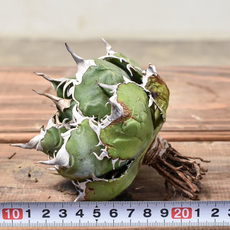 No1〜4【10/15出品取止】アガベ・チタノタ　白鯨　他4株セット 園芸ネット本店｜アガベ：チタノタ 福建白鯨 3号ポット* の通販【公式】